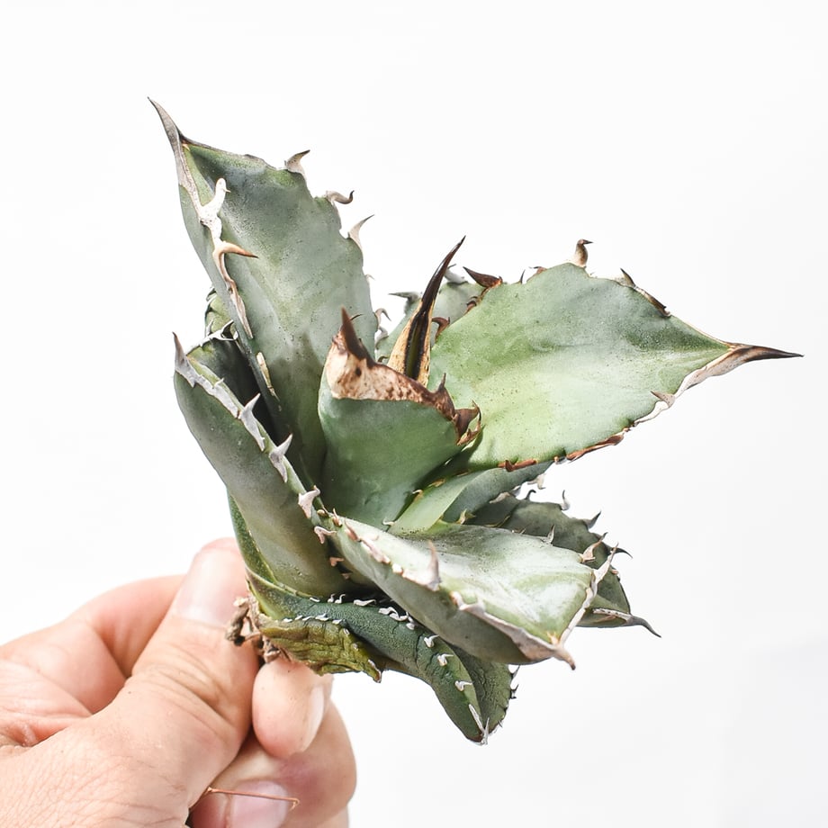 67371997f00a1f060d2408c7