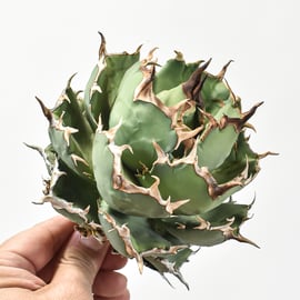 12/19(木)20:00】アガベの希少種Dennis026を販売！さらにDennis018