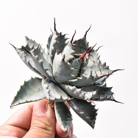 アガベ ハイブリット アメリカ白銀甲蟹(美系白銀)×象牙妖炎【台湾botanical_seeker産/選抜株】RF25011801