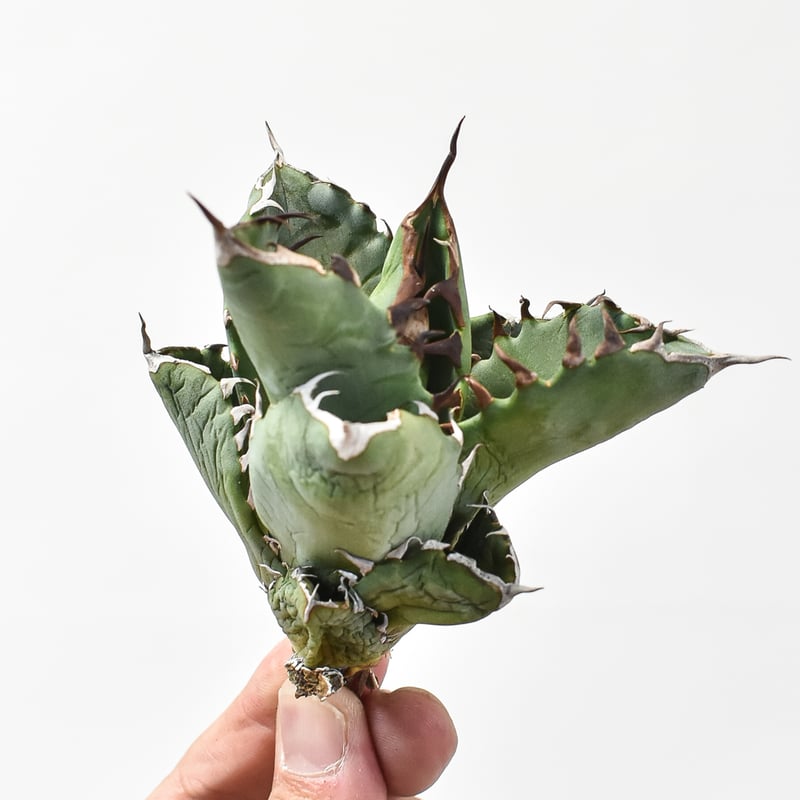 国内選抜実生 親株 コレクション株 チタノタ アガベ 実生選抜株】アガベ・チタノタ「ブルー」 ”ドワーフフォーム” 3号