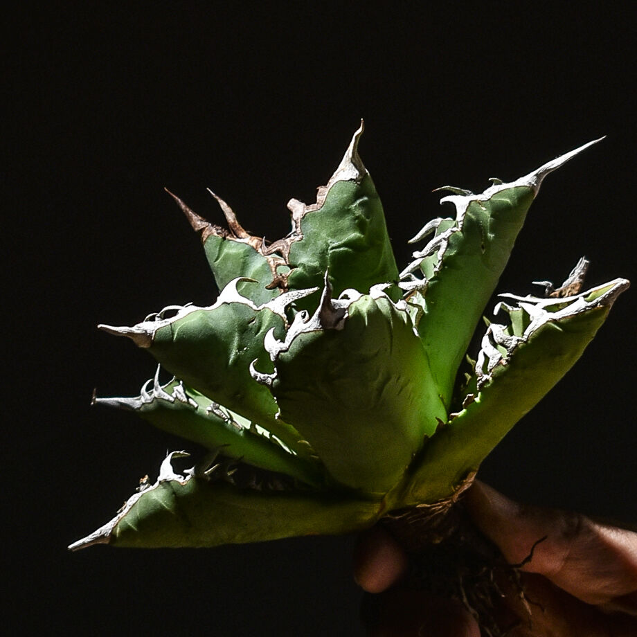 アガベ　チタノタ　魚刺　WH NURSERY アガベ チタノタ 魚刺 / Agave titanota 'Fish Spine' #1 |