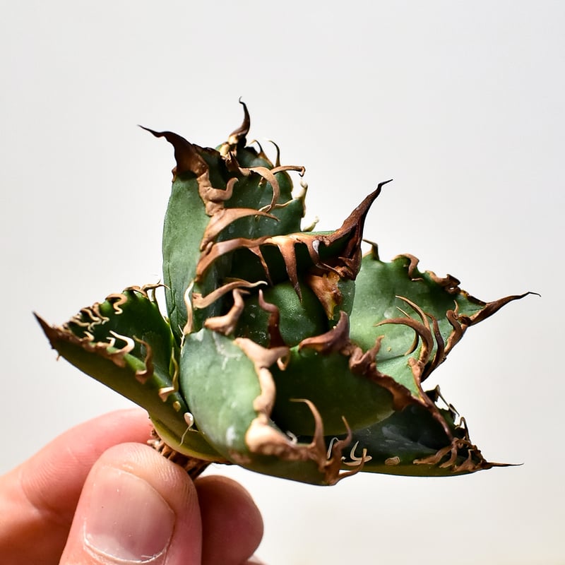 値段要相談　アガベ　チタノタ　白鯨　シーザー　姫厳龍　2頭　子株　中株 000000016345_JH6ekG9.jpg