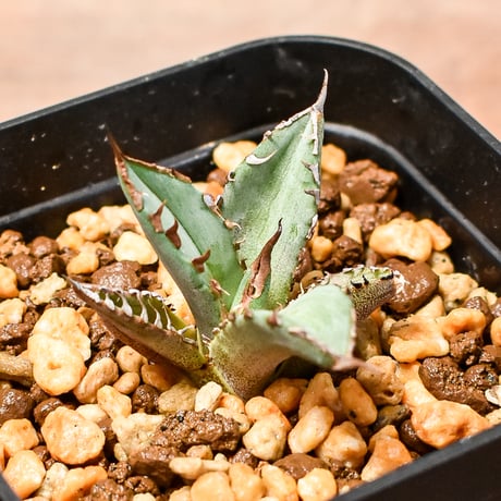 アガベ チタノタ  DENNIS040 "キングアーサー同血統"  【台湾産/発根済み/子株】DG2400523