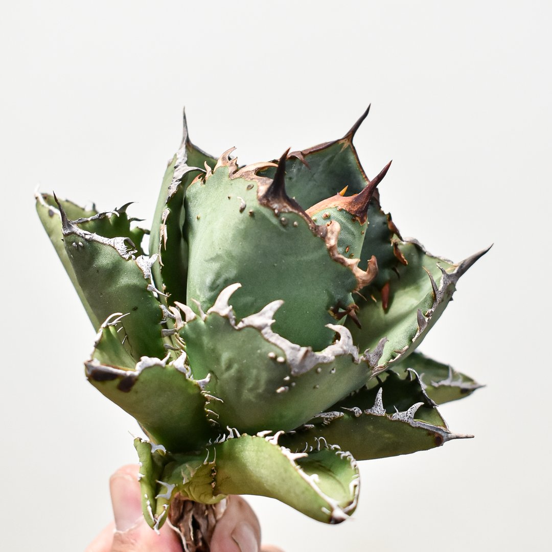 アガベ　チタノタ　Fo222 ブツブツ　大株 アガベ チタノタ 