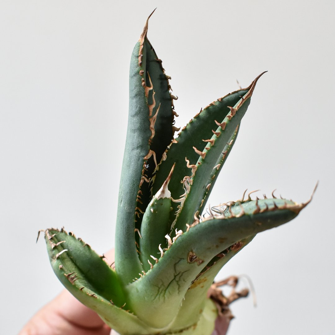 Azemichi 麻花 アガベ RAFLUM特選】アガベ チタノタ 