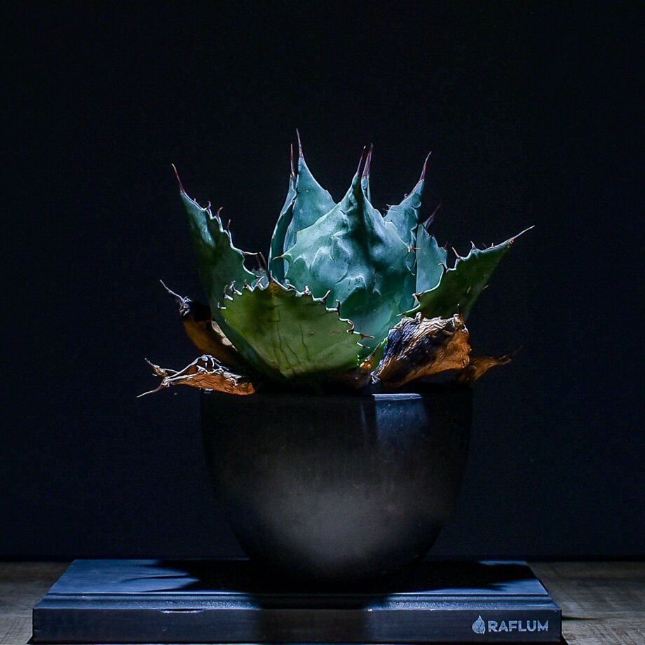 アガベ パラサナ （発根済み）RFAGB20018 | RAFLUM / ラフラム｜東京