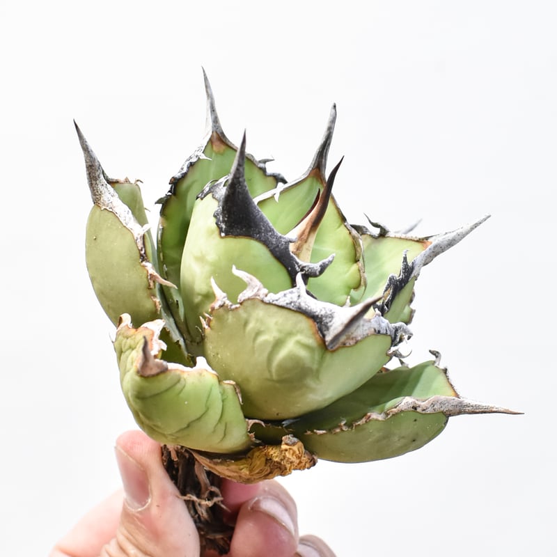 アガベ チタノタ 巨獣 【台湾 dragon agave産/抜き苗/中株】628 DGC250