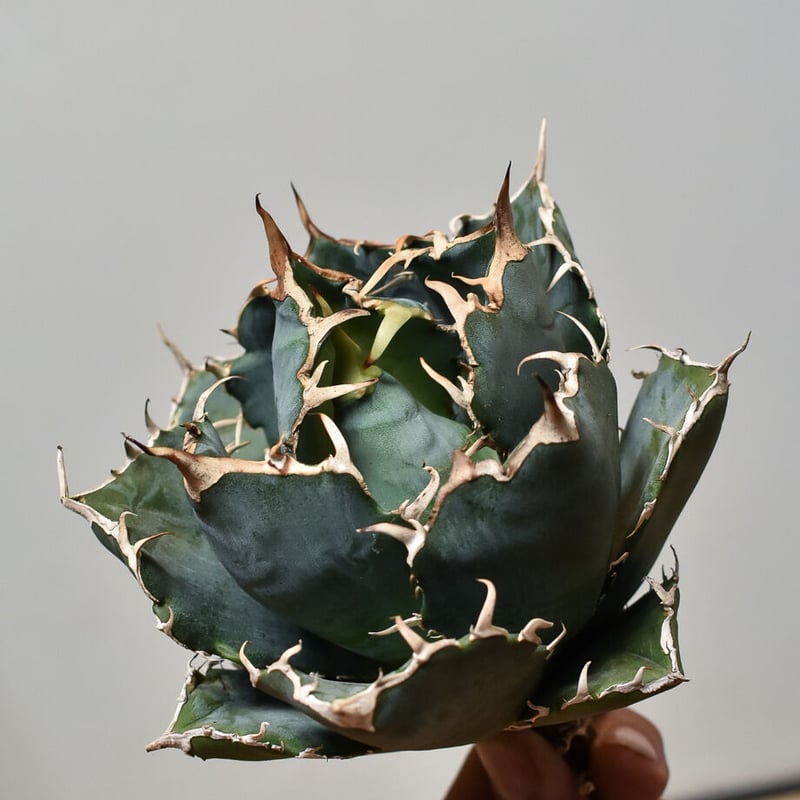 アガベ チタノタ 