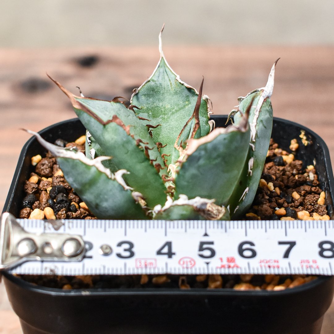 極上親株 アガベ チタノタ fo76 楽天市場】agave titanota fo76/アガベ チタノタ fo76 【観葉