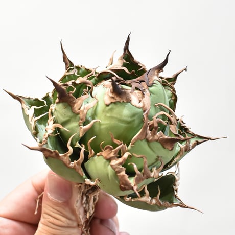 【5CLAW】アガベ チタノタ シーザー / 精品凱撒 【台湾 dragon agave産/中株/抜き苗】DG25010523(T)