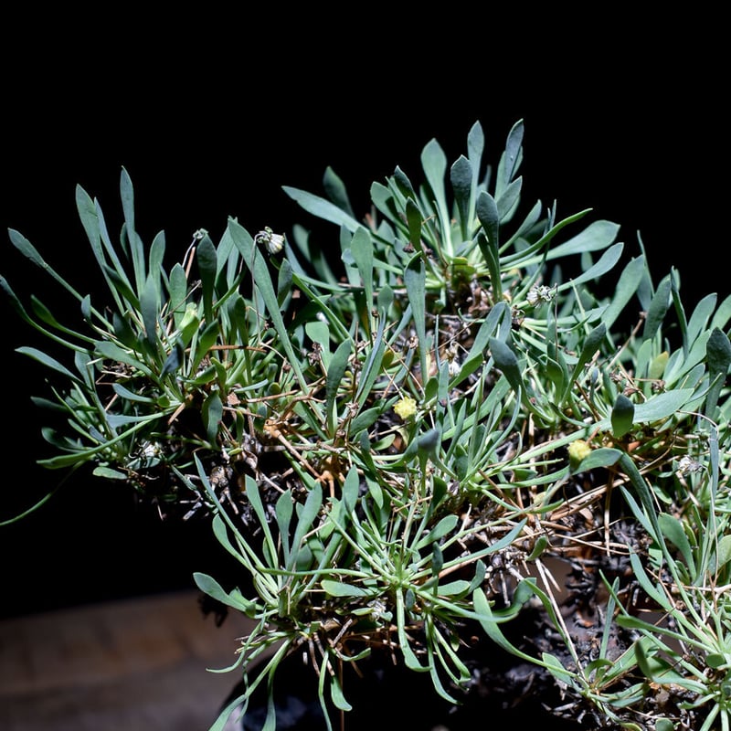 オトンナ ユーフォルビオイデス 