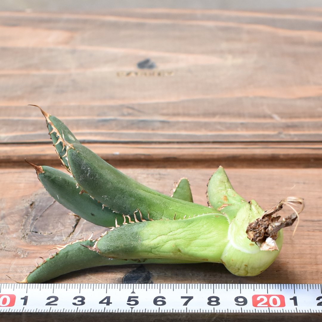 RAFLUM特選】アガベ チタノタ 