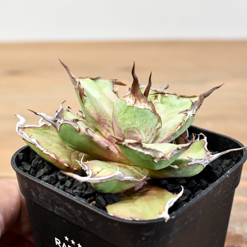 アガベ チタノタ DENNIS043【台湾DENNIS産/発根済み/子株】DN2501002