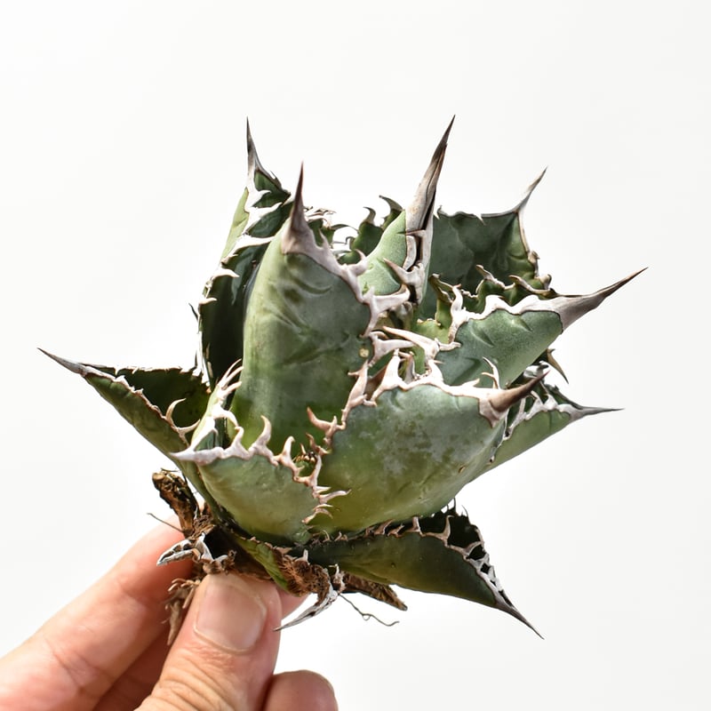 アガベ メキシコ オテロイ 実生 選抜 ⑤ 実生選抜】アガベ・オテロイ