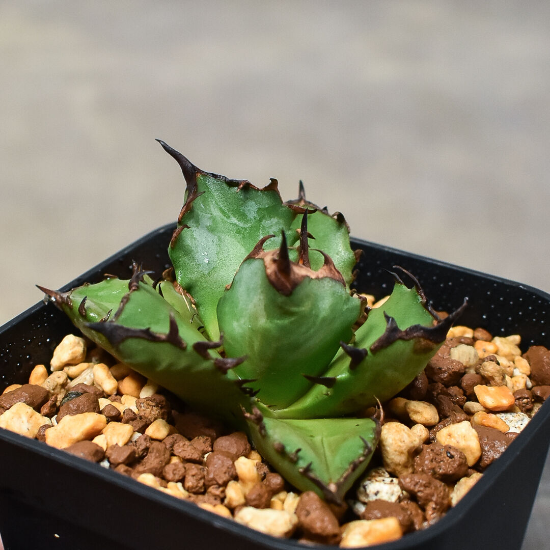 アガベ　チタノタ　姫厳竜　valiem チタノタ 姫厳竜 | mana's farm:塊根植物・アガベ・ドライ