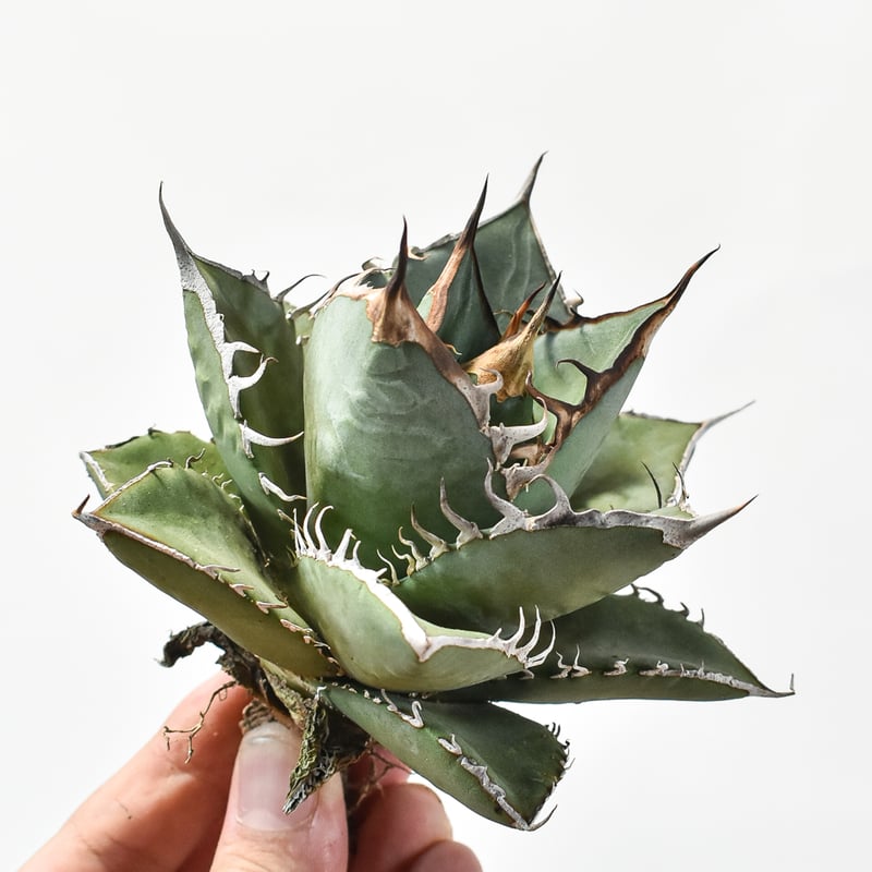 【実生】アガベ　オテロイ実生　LOOPPLANTS 2022年ロット　オアハカ 実生】アガベ オテロイ実生 LOOPPLANTS 2022年ロット オアハカ 実生