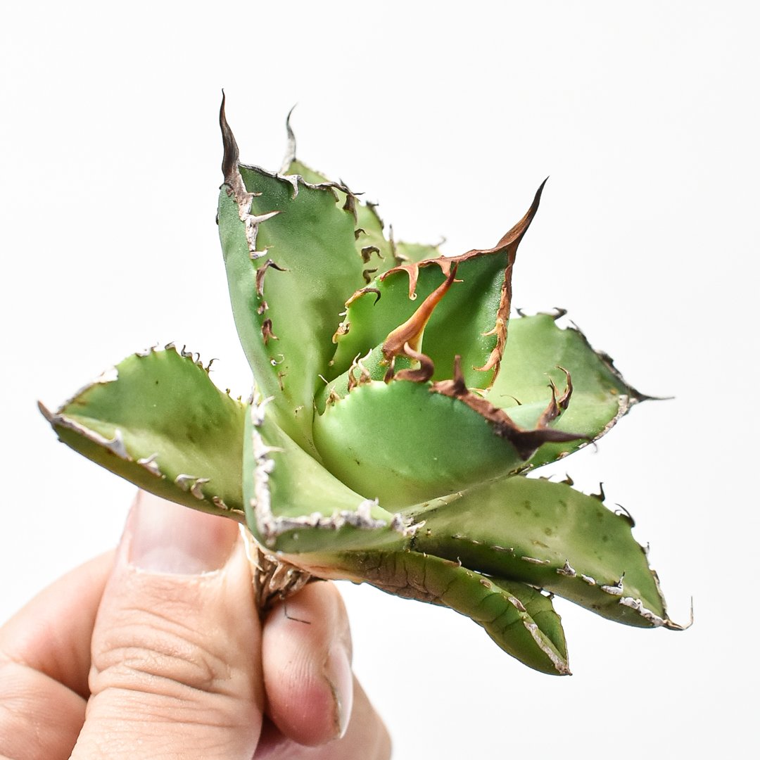 激レア！アガベ　チタノタ　ゼウス　B アガベチタノタエベレスト（ゼウス／宙斯） Agave Titanota The