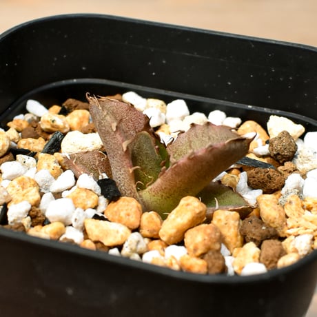 【RAFLUM育成株 5個セット】アガベ Mexico oteroi seeding / オテロイ実生 メキシコ産  【RAFLUM産/実生/子株】F3