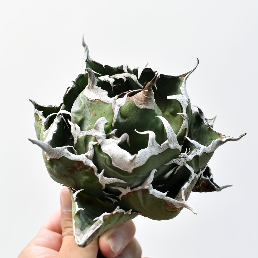 アガベ チタノタ “精品老白鯨” 【台湾 dragon agave産/抜き苗/中株】I