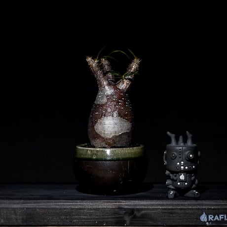 パキポディウム グラキリス  (発根済み) RF22536