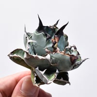 RAFLUMコレクション】アガベ チタノタ 