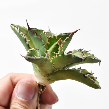 CATEGORY アガベ チタノタ ハイブリッド 黑帝斯(ハデス)×姬嚴龍