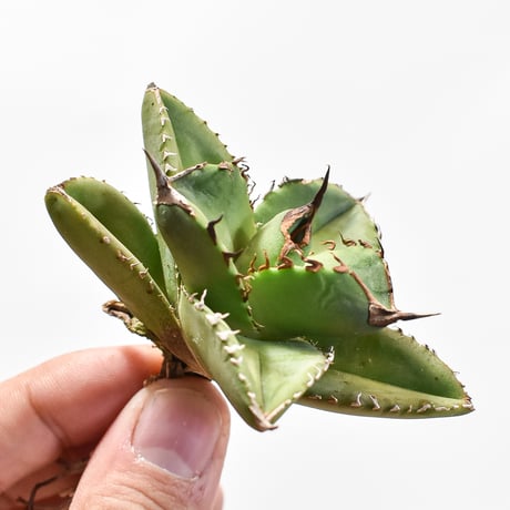 多肉植物アガベチタノタ白犀牛 白覆輪極上TC株