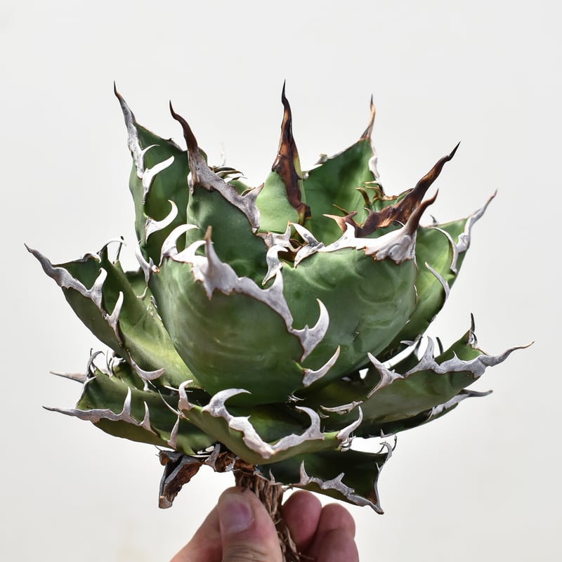 アガベ チタノタ 