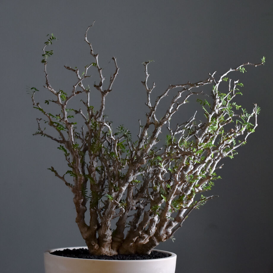 センナ　メリディオナリス　大株 センナ メリディオナリス 大型株【市場価値も高騰中！！盆栽の