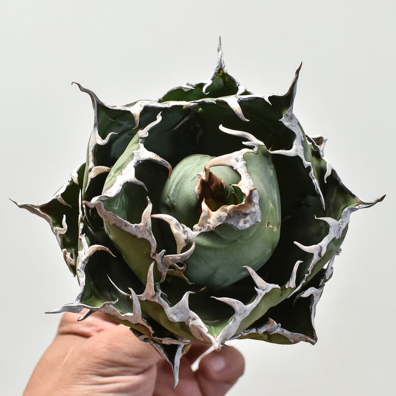 アガベ チタノタ “精品白鯨” 【台湾 dragon agave産/抜き苗/中株