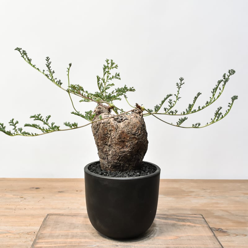 ペラルゴニウム トリステ RFHK25011530 | RAFLUM / ラフラム｜東京、大