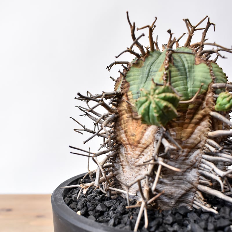 ユーフォルビア オールドスーパーバリダ 