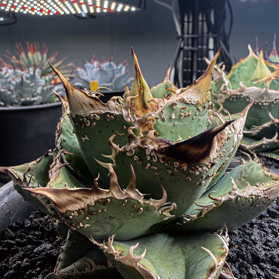 アガベ チタノタ アガベ チタノタ