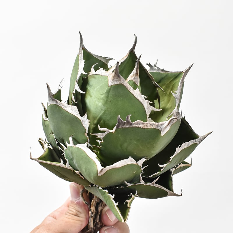 アガベチタノタ　実生　中株 アガベ チタノタ 