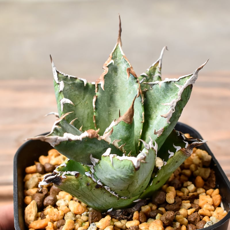 アガベ チタノタ ソーラーエクリプス 【RAFLUM産/子株/発根済み