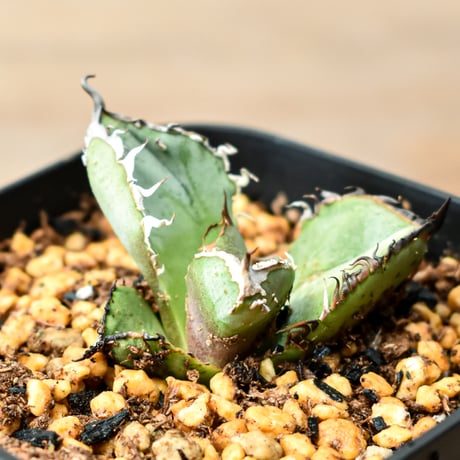 アガベ チタノタ "麻花" 【台湾huplants2010産/子株販売】RF25011844