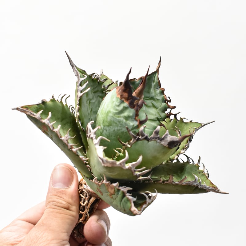 アガベ チタノタ 