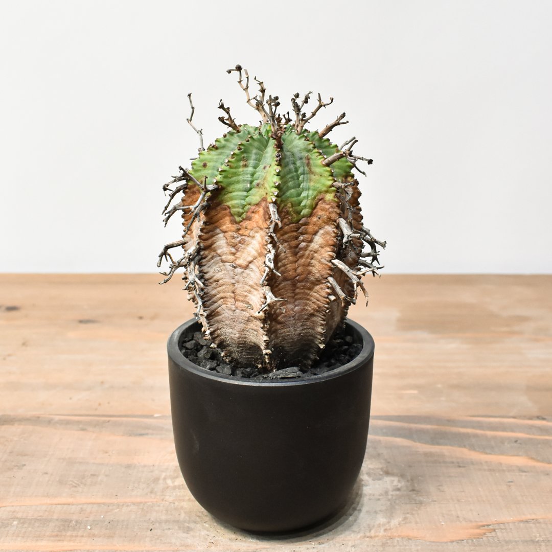 スーパーバリダ　ユーフォルビア　オベサ　ホリダ その他多肉植物