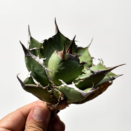 アガベ チタノタ 巨獣 【台湾 dragon agave産/抜き苗/中株】B27