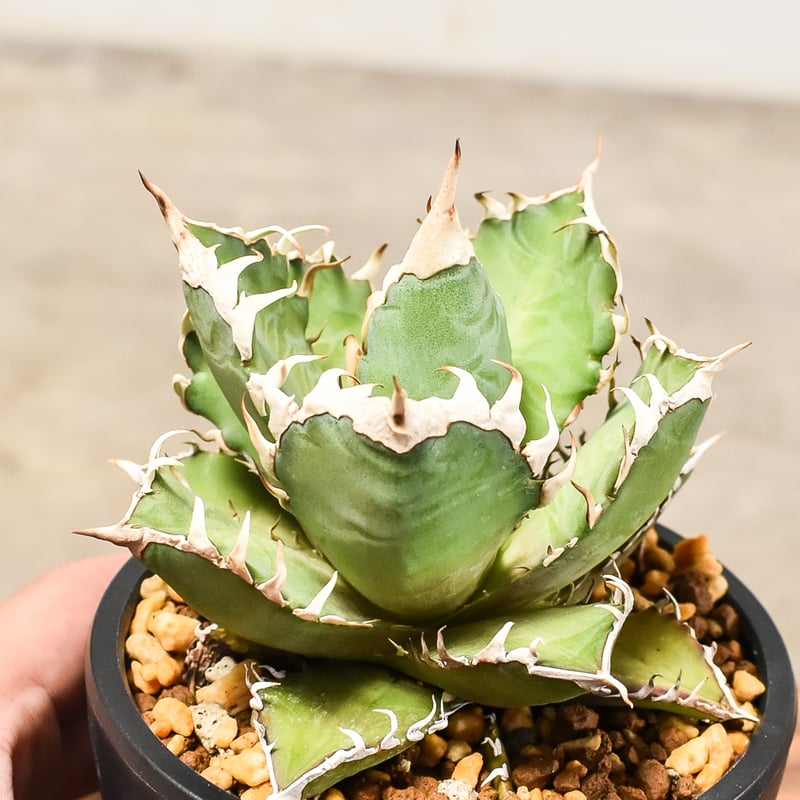 アガベ チタノタ レッドキャットウィーズル 超選抜 活着済【ボール株・短葉幅広】 アガベ チタノタ レッド キャットウィーズル（赤猫）033