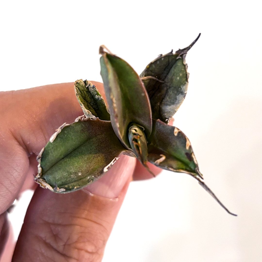 アガベ チタノタ フクロウ 猫頭鷹 海豹 アガベ チタノタ フクロウ / 猫頭鷹 , アザラシ / 海豹【台湾