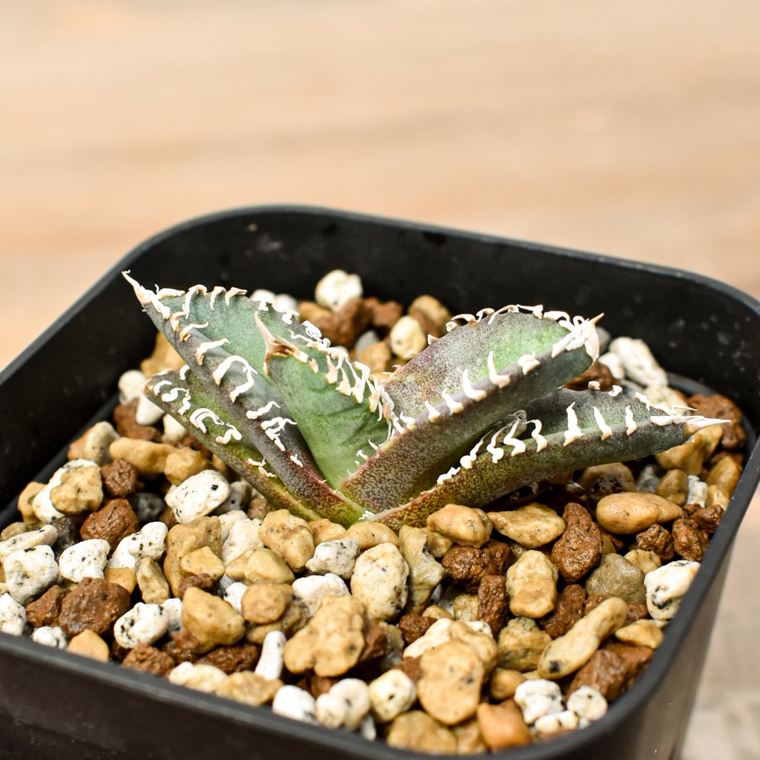 【大幅値引中】親株サイズ EU ゴジラ アガベ チタノタ 大幅値引中】親株サイズ EU ゴジラ アガベ チタノタ - メルカリ