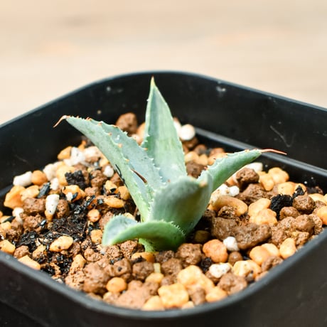 アガベ ハイブリット "魅子" (特白肌怒雷神×血妖) 【台湾botanical_seeker産】B RF25011429