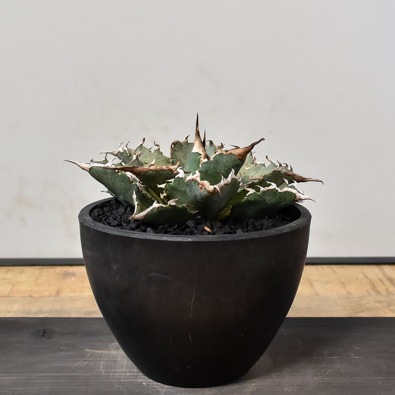 アガベ チタノタ 