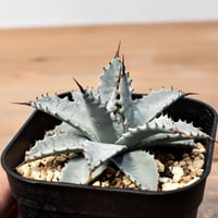 アガベ チタノタ FO-76 