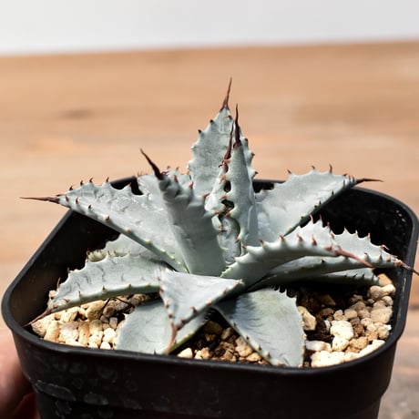 アガベ ハイブリット 日系イシスメンシス×象牙妖炎（陽炎エボリ）【台湾botanical_seeker産】RF25011403