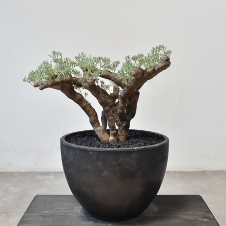 サルコカウロン・ムルチフィズム 良型陶器鉢付き サルコカウロン・ムルチフィズム 良型陶器鉢付き