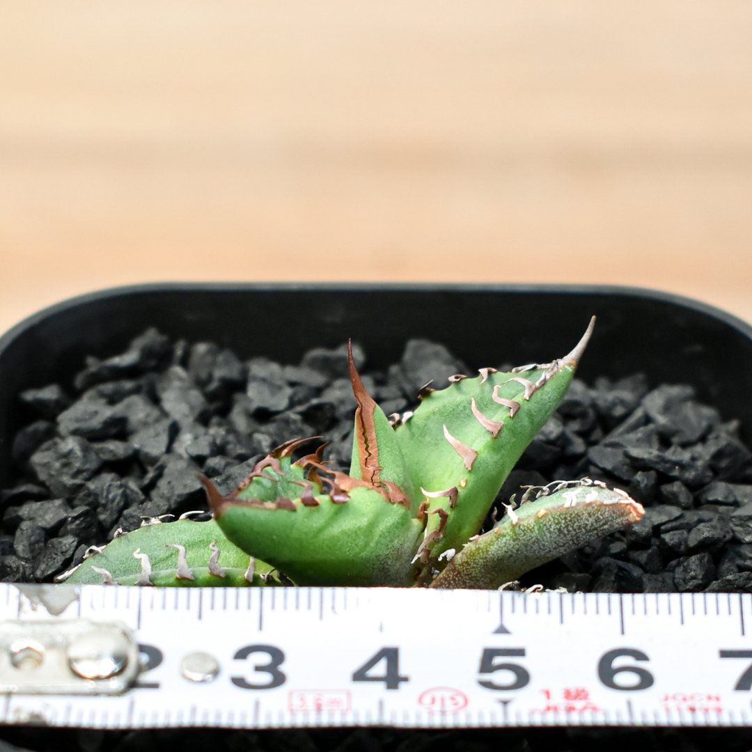 アガベ Dennis hybrid ホリダ×鬼爪（026） 