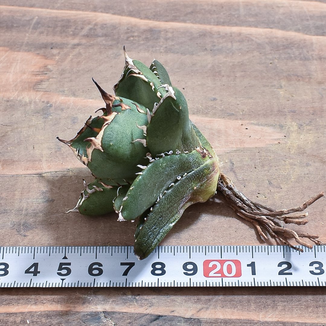 アガベ チタノタ 