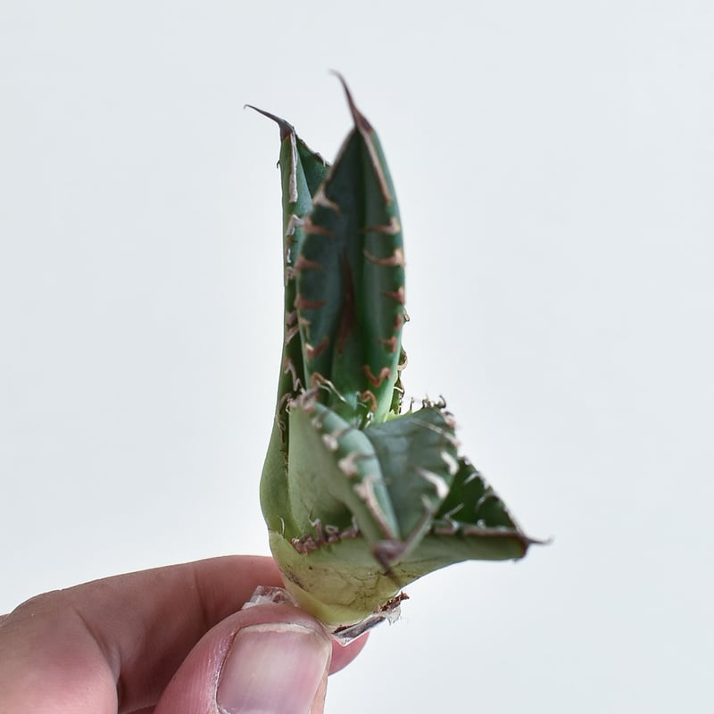 アガベ スノーデビル 変異斑 レア パリー チタノタ 多肉植物 アガベ